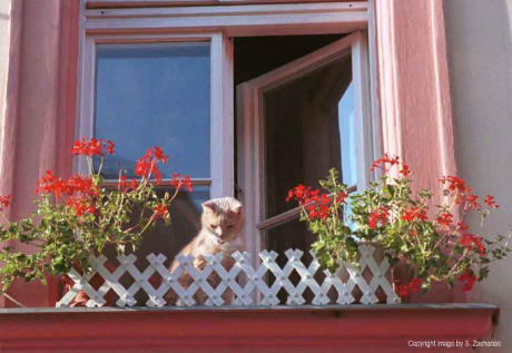 cat