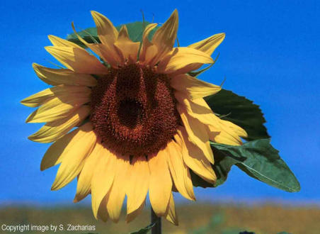 Sunflower